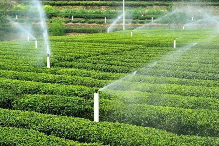 Irrigation of Fruit Trees and Tea Gardens