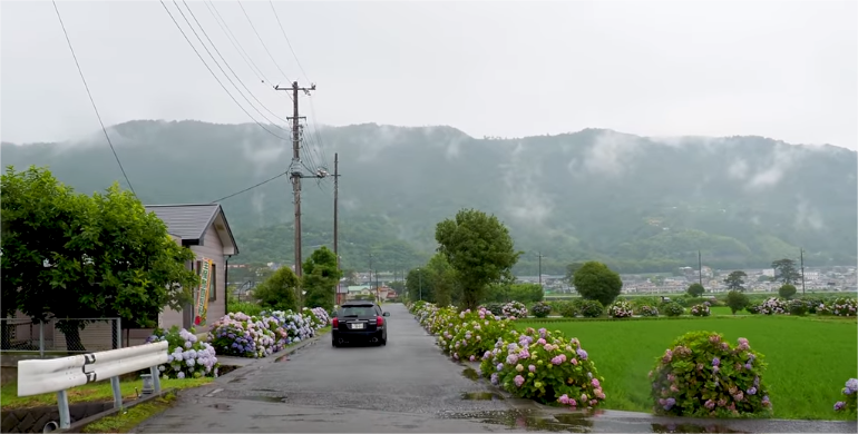 the hydrangeas are found dotted around the entire town