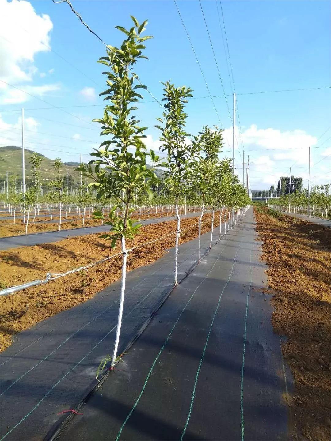 coffee plantation irrigation