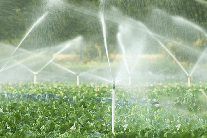 Vegetable Base Sprinkler Irrigation