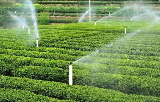 tea plantation irrigation