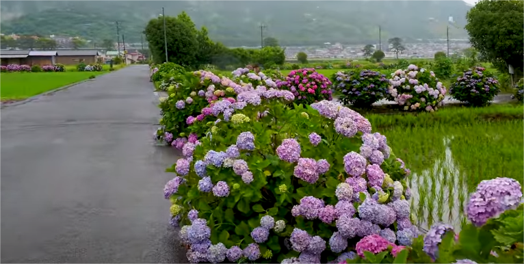 The combination of rice paddies and hydrangeas makes for a stunningly beautiful setting as you stroll around, and the small countryside atmosphere makes it all feel very serene