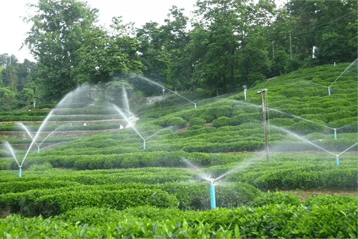  Slope Tea Garden Sprinkler Irrigation 